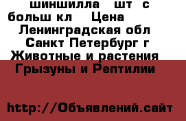 шиншилла 2 шт. с больш кл. › Цена ­ 2 500 - Ленинградская обл., Санкт-Петербург г. Животные и растения » Грызуны и Рептилии   